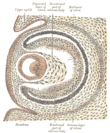 Drawing of sagittal section of eye of human embryo of six weeks. [from Henry Vandyke Carter and Henry Gray “Anatomy of the Huma